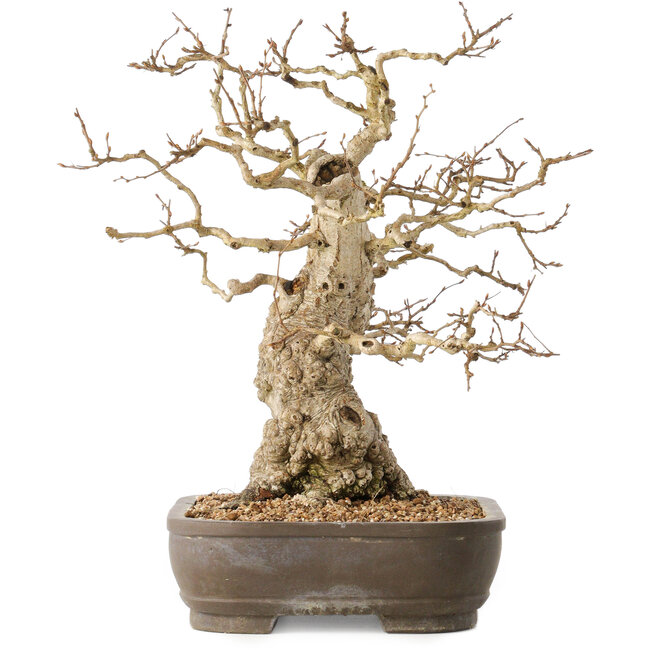 Carpinus coreana, 36 cm, ± 50 anni