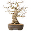 Carpinus coreana, 36 cm, ± 50 jaar oud