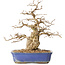 Carpinus coreana, 31 cm, ± 40 years old, in a pot with a small crack