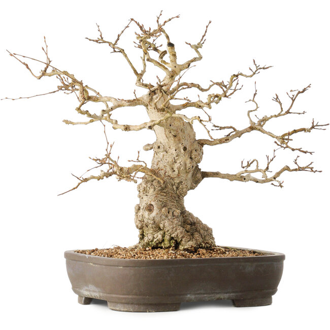Carpinus coreana, 36 cm, ± 50 anni
