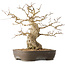 Carpinus coreana, 36 cm, ± 50 jaar oud