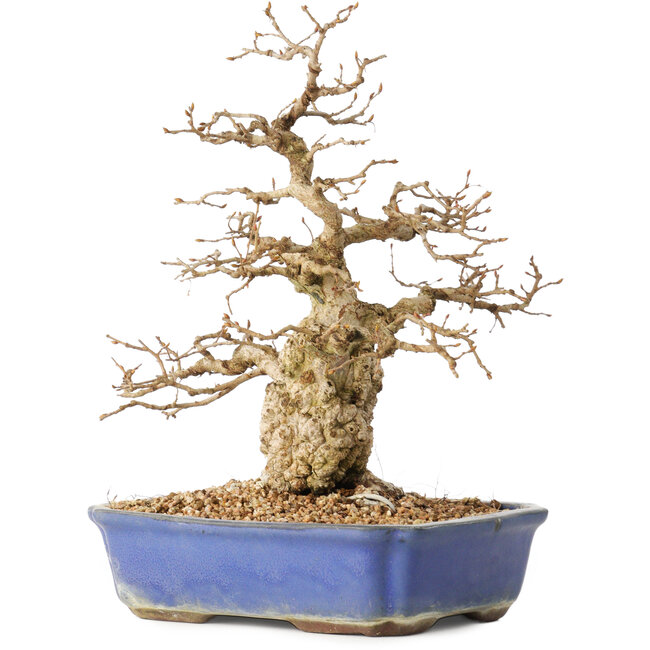 Carpinus coreana, 31 cm, ± 40 jaar oud, in een pot met een kleine barst
