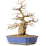 Carpinus coreana, 31 cm, ± 40 years old, in a pot with a small crack