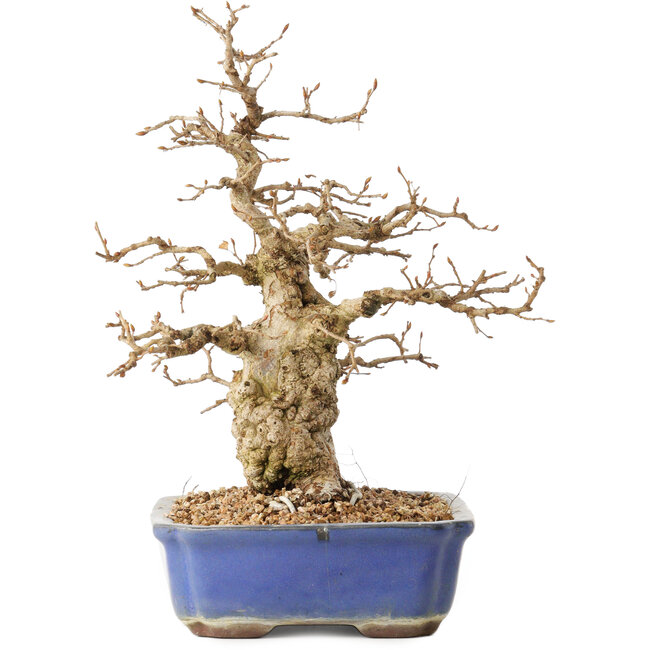 Carpinus coreana, 31 cm, ± 40 ans, dans un pot avec une petite fissure