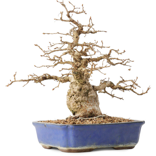 Carpinus coreana, 31 cm, ± 40 años, en una maceta con una pequeña grieta