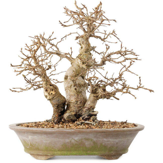 Carpinus coreana, 22 cm, ± 20 ans, avec une base du tronc de 8 cm