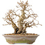 Carpinus coreana, 22 cm, ± 20 ans, avec une base du tronc de 8 cm