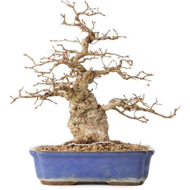 Carpinus coreana, 31 cm, ± 40 anni, in un vaso con una piccola crepa