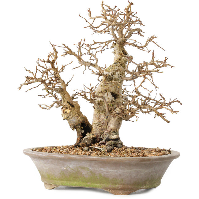 Carpinus coreana, 22 cm, ± 20 jaar oud, met een basisstam van 8 cm