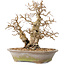 Carpinus coreana, 22 cm, ± 20 años, con un tronco base de 8 cm