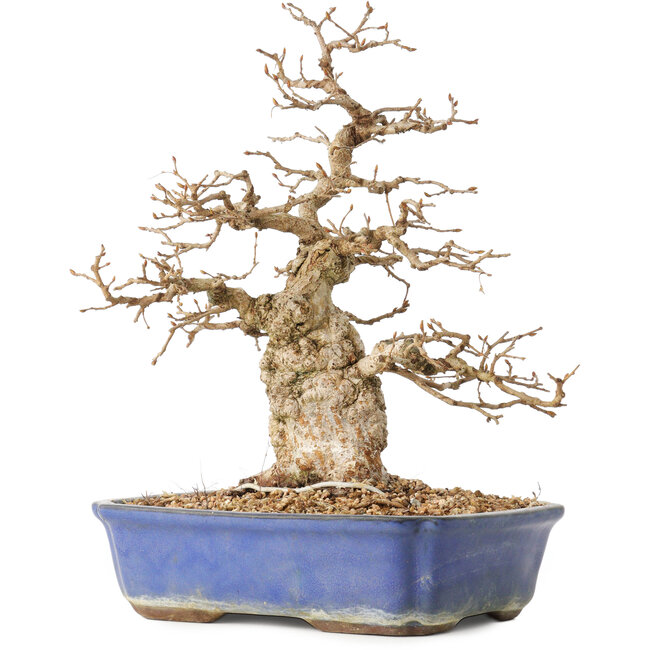 Carpinus coreana, 31 cm, ± 40 anni, in un vaso con una piccola crepa