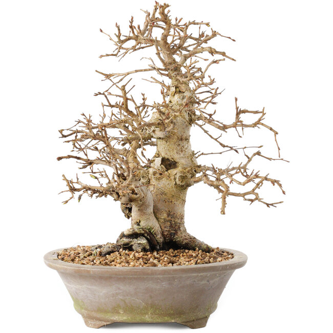 Carpinus coreana, 22 cm, ± 20 ans, avec une base du tronc de 8 cm