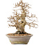 Carpinus coreana, 22 cm, ± 20 años, con un tronco base de 8 cm