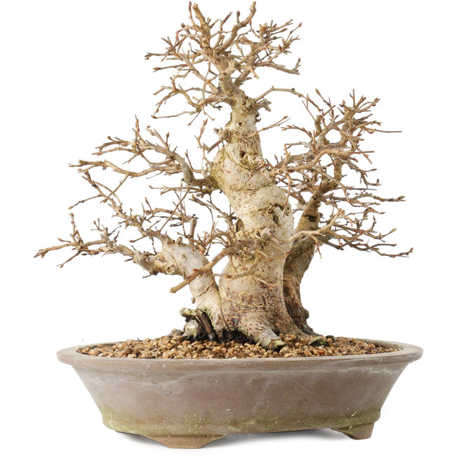 Carpinus coreana, 22 cm, ± 20 años, con un tronco base de 8 cm