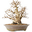 Carpinus coreana, 22 cm, ± 20 years old, with a base trunk of 8 cm