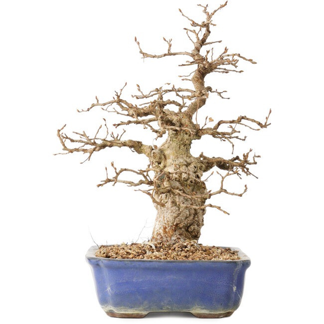 Carpinus coreana, 31 cm, ± 40 Jahre alt, in einem Topf mit kleinem Riss