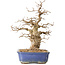 Carpinus coreana, 31 cm, ± 40 years old, in a pot with a small crack