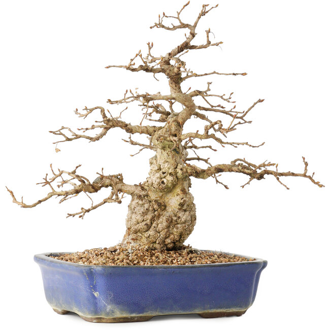Carpinus coreana, 31 cm, ± 40 ans, dans un pot avec une petite fissure