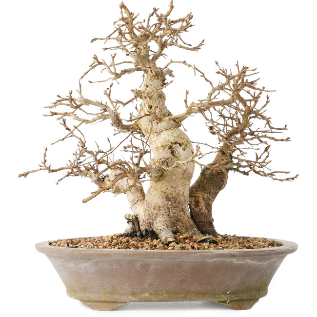 Carpinus coreana, 22 cm, ± 20 ans, avec une base du tronc de 8 cm