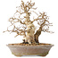 Carpinus coreana, 22 cm, ± 20 años, con un tronco base de 8 cm
