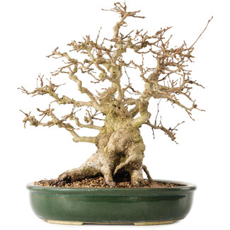 Carpinus coreana, 29 cm, ± 40 jaar oud