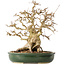 Carpinus coreana, 29 cm, ± 40 jaar oud