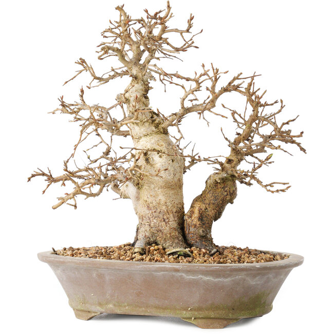 Carpinus coreana, 22 cm, ± 20 jaar oud, met een basisstam van 8 cm