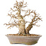 Carpinus coreana, 22 cm, ± 20 años, con un tronco base de 8 cm