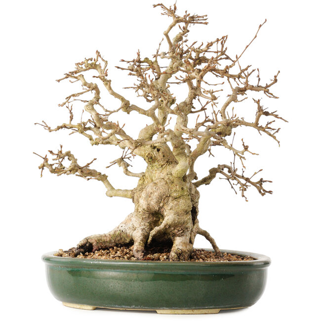 Carpinus coreana, 29 cm, ± 40 anni