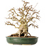 Carpinus coreana, 29 cm, ± 40 jaar oud
