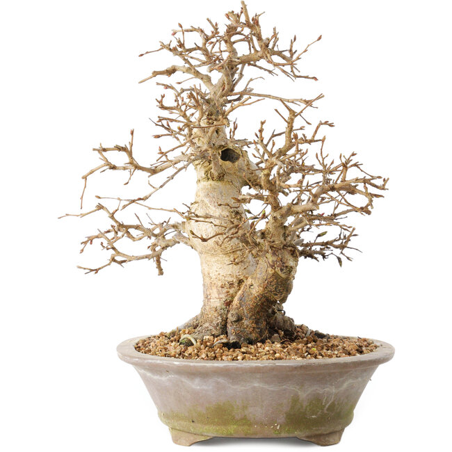 Carpinus coreana, 22 cm, ± 20 años, con un tronco base de 8 cm