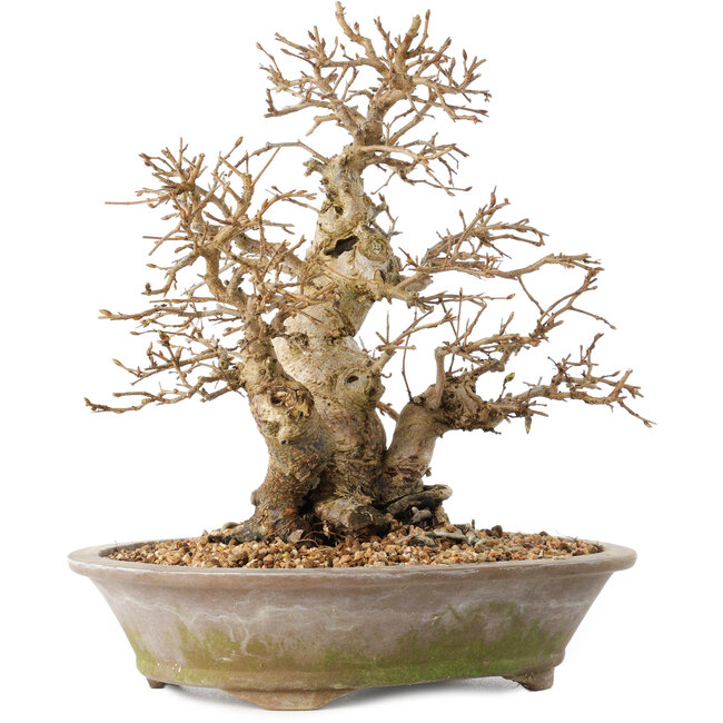 Carpinus coreana, 22 cm, ± 20 años, con un tronco base de 8 cm