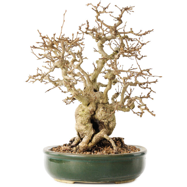 Carpinus coreana, 29 cm, ± 40 anni