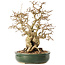 Carpinus coreana, 29 cm, ± 40 jaar oud