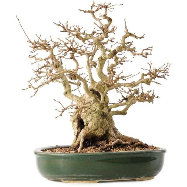 Carpinus coreana, 29 cm, ± 40 anni