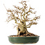 Carpinus coreana, 29 cm, ± 40 jaar oud