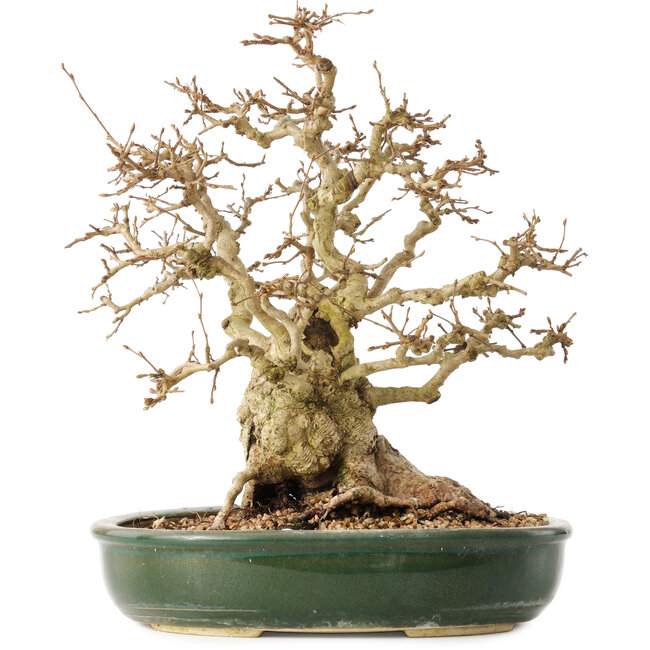 Carpinus coreana, 29 cm, ± 40 years old