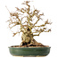 Carpinus coreana, 29 cm, ± 40 jaar oud
