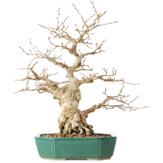 Carpinus coreana, 35 cm, ± 40 jaar oud