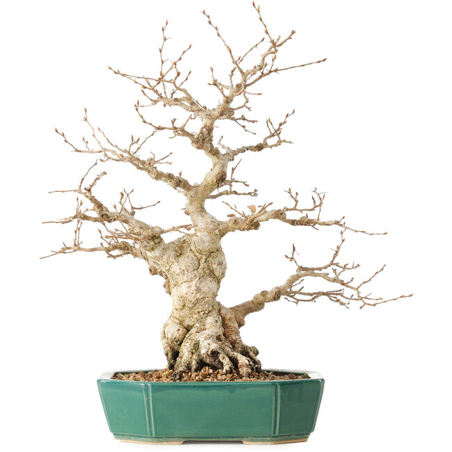 Carpinus coreana, 35 cm, ± 40 Jahre alt