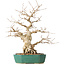 Carpinus coreana, 35 cm, ± 40 Jahre alt