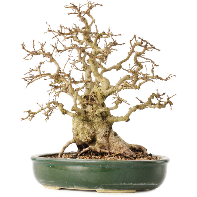 Carpinus coreana, 29 cm, ± 40 Jahre alt