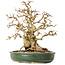 Carpinus coreana, 29 cm, ± 40 jaar oud