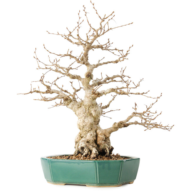 Carpinus coreana, 35 cm, ± 40 Jahre alt