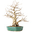 Carpinus coreana, 35 cm, ± 40 jaar oud