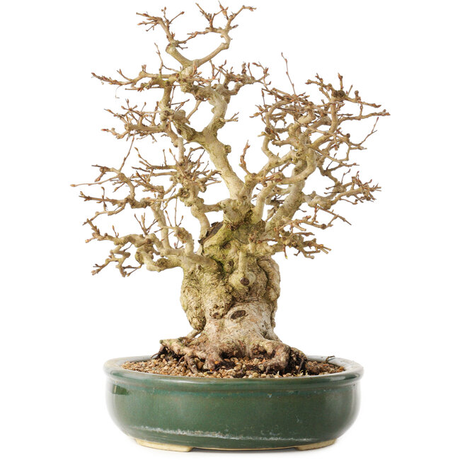 Carpinus coreana, 29 cm, ± 40 años