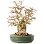 Carpinus coreana, 29 cm, ± 40 jaar oud
