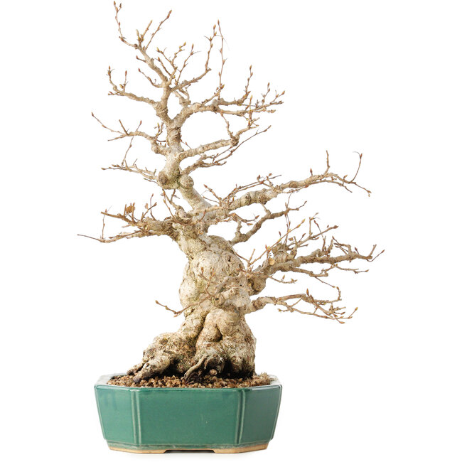 Carpinus coreana, 35 cm, ± 40 anni