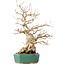 Carpinus coreana, 35 cm, ± 40 jaar oud
