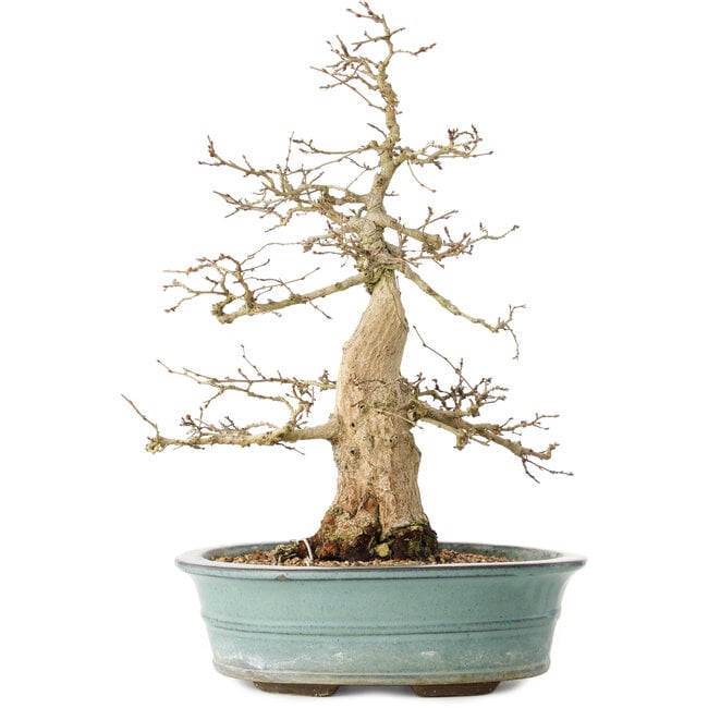 Carpinus coreana, 44 cm, ± 35 ans